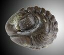 Wide Enrolled Eldredgeops Trilobite With Pyrite #31782-1